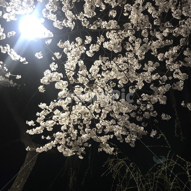 벚나무,감성,갬성,새벽감성,글귀,힐링,plant,식물,flower,벚꽃,꽃,cherryblossom,blossom
