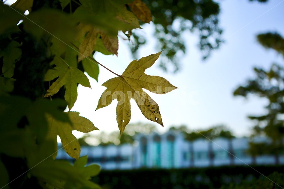 나뭇잎,하늘,가을,단풍,별모양,가을,계절,fall,autumn,season,식물,자연,plants,nature,leaf,잎,plant,tree,나무
