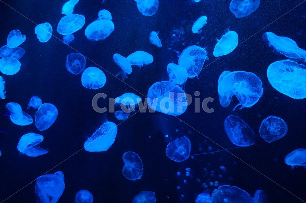 fish,jellyfish,해파리,무척추동물,sealife,invertebrate,해양생물