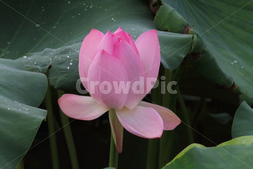연,연꽃,수생식물,약용식물,lotus,식물,자연,plants,nature,꽃,flower