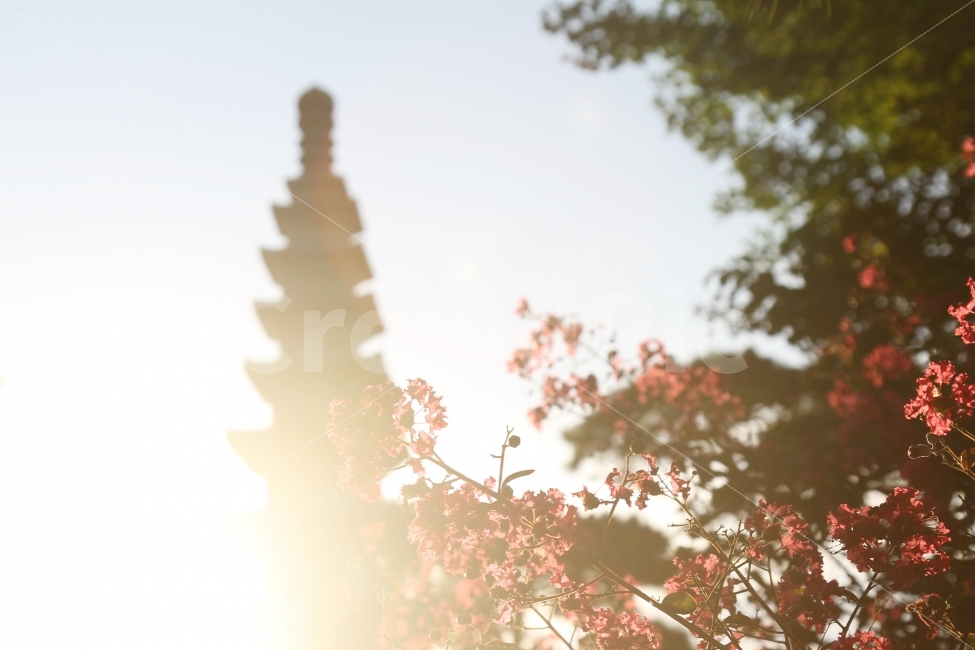 감성사진,꽃사진,식물사진,탑사진,풍경,휴식,힐링,rest,relaxation,healing,종교,신앙,religion,belief,faith,감성,sensible,feeling