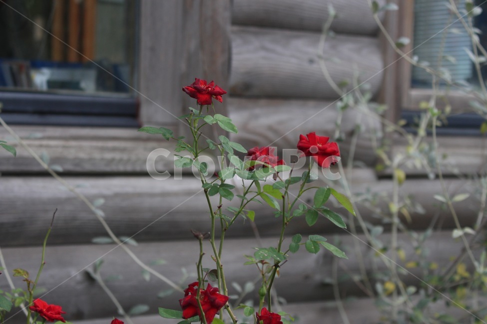 geranium,제라늄,flower,blossom,꽃,plant,식물,rose,장미,꽃,flower