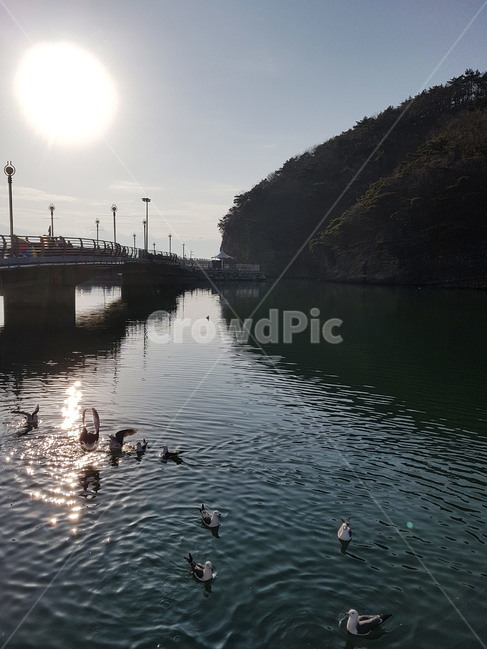 부안,채석강,갈매기,부안격포,전북여행,바다,sea,서해바다,갈매기사진,자연,풍경,nature,landscape,동물,animal,조류,새,birds,water,물,outdoors,옥외