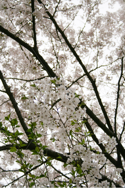 벚꽃,봄,봄날,감성,spring,flower,풍경,식물,새싹,잎,초록,꽃,분홍색,하얀,흰색,white,봄,계절,spring,season,식물,자연,plants,nature,꽃,flower,plant,blossom,cherry blossom
