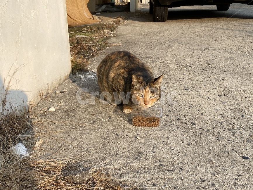 고양이,길고양이,길냥이,떠돌이,외로운,애완동물,동물,cat,animal,street,streetanimal