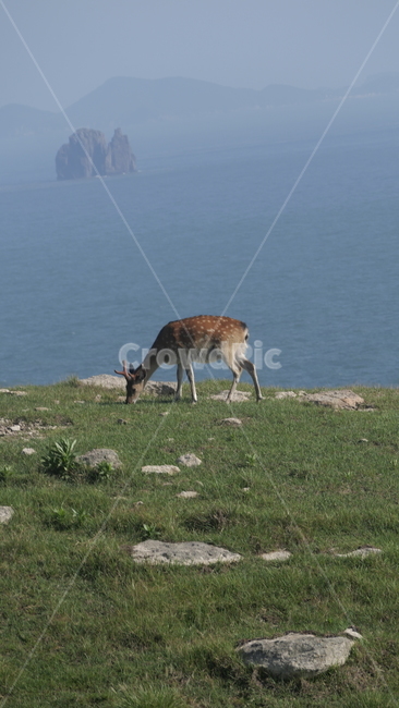 동물,굴업도,야생동물,포유류,사슴,섬,바다,자연,동물,animal,포유류,mammal