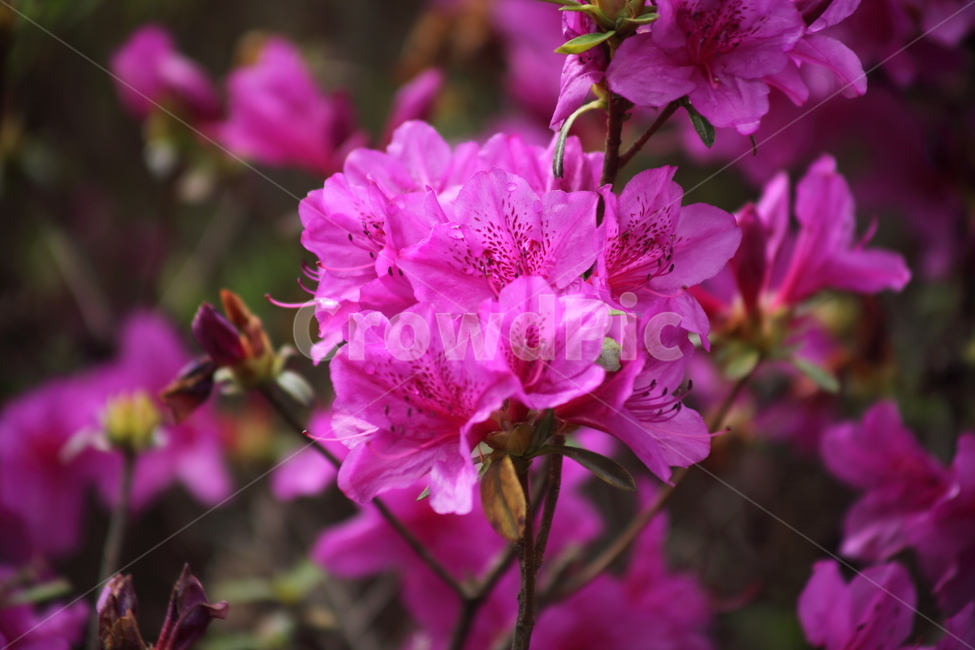 진달래,철죽,봄,rhododendronschlippenbachii,royalazalea,식물,자연,plants,nature,꽃,flower