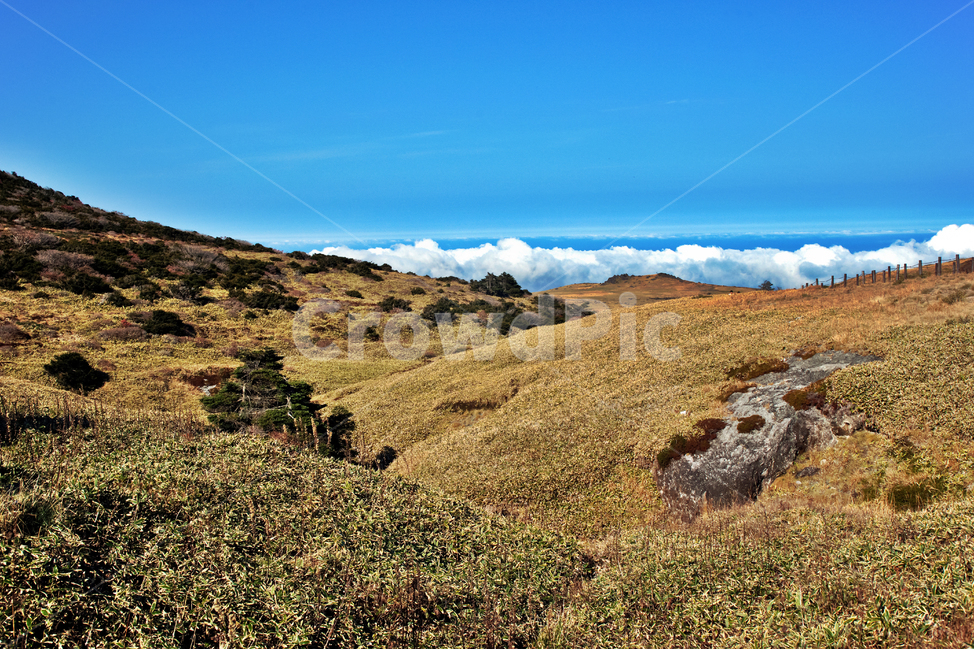 관목,난대성식물,조릿대,한라산,국립공원,푸른하늘,제주도,흰구름,자연,제주도,jeju,jeju island,nature,outdoors,옥외,plateau,고원