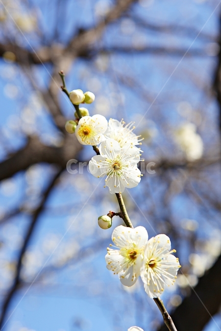 매화,매화꽃,꽃,꽃잎,봄꽃,봄,식물,자연,공원,식물,자연,plants,nature,꽃,flower