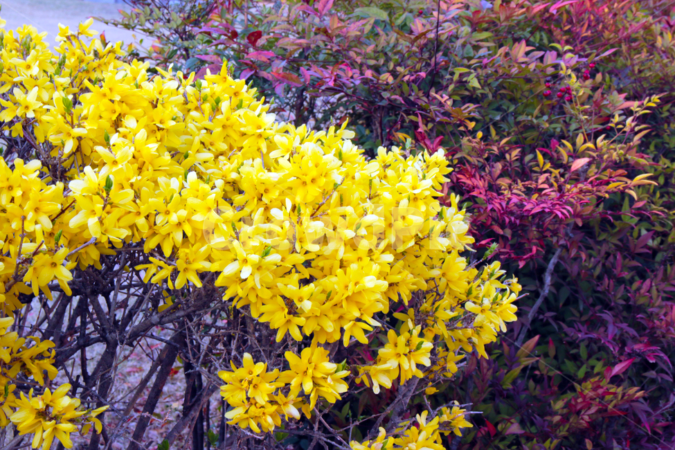 plant,blossom,flower,개나리,봄,꽃,나무,식물,자연