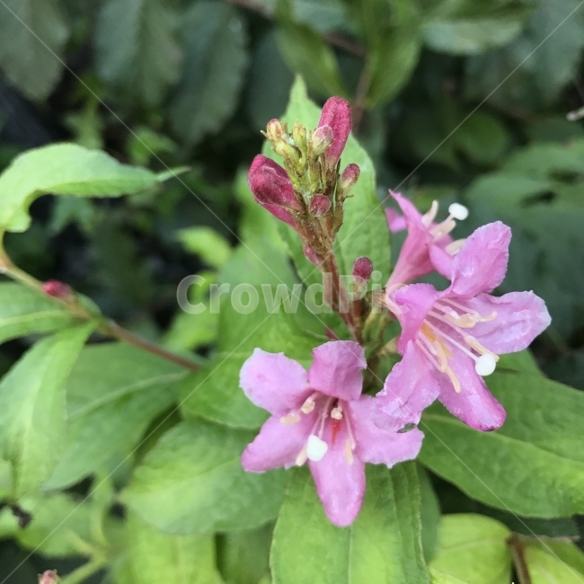 병꽃나무,붉은병꽃,조선금대화,팟꽃나무,붉은병꽃나무,인동과,일본화,낙엽활엽관목,Weigelaflorida,약용,약재,산지식물,군락,나무,식물,꽃,Tree,Flower,Weigela,식물,자연,plants,nature,꽃,flower