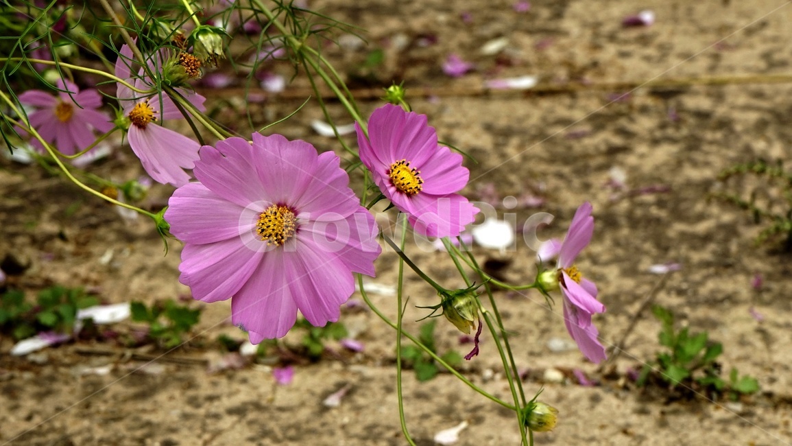 가을,코스모스,전령사,분홍색,cosmos,fall,autumn,pink,nature,가을감성,계절꽃,식물,자연,plants,nature,꽃,flower