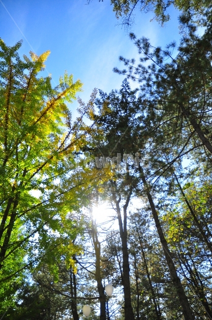 남이섬,나무,하늘,햇빛,자연,가을,숲,공원,island,trees,forrest,sunny,sunshine,autumn,sky,nature,park,식물,자연,plants,nature,나무,trees,wood,휴식,힐링,rest,relaxation,healing