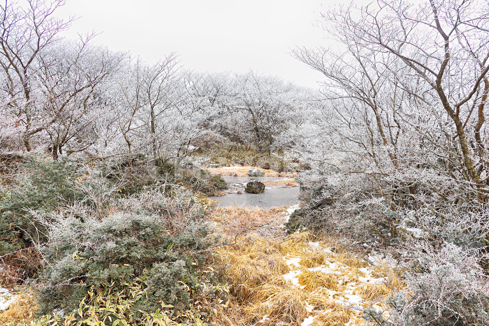 제주도,한라산,1100고지,한라산1100고지,설경,눈꽃,겨울,자연,옥외,눈,nature,outdoors,snow,풍경,겨울풍경,습지,겨울,계절,winter,season