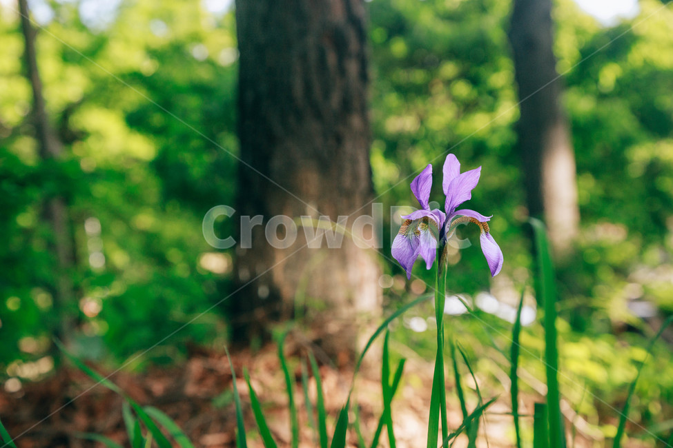 붓꽃,꽃,초록,풀,풀잎,보라,자연,싱그러움,햇살,식물,자연,plants,nature,꽃,flower