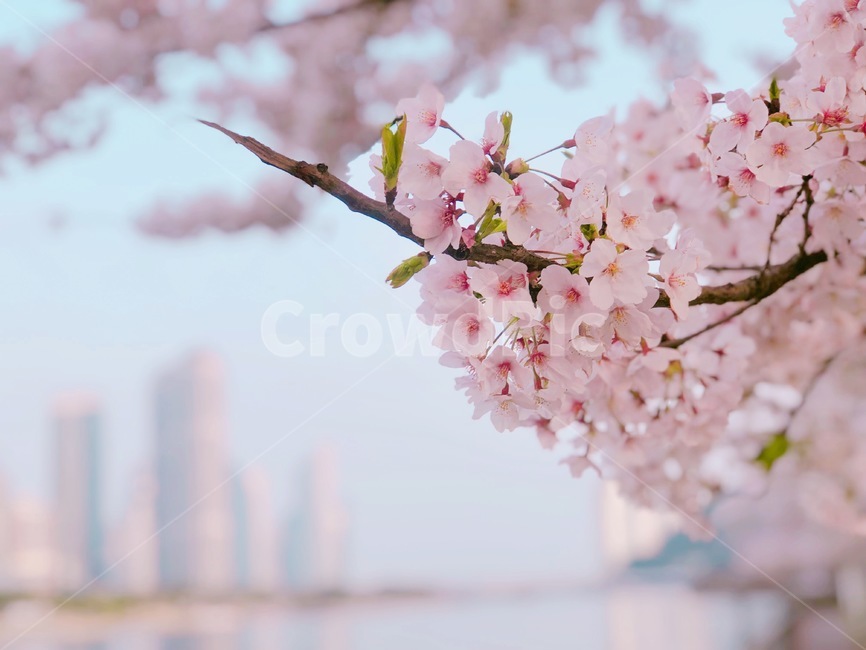 벚꽃,봄,부산,분홍,cherryblossoms,flower,spring,busan