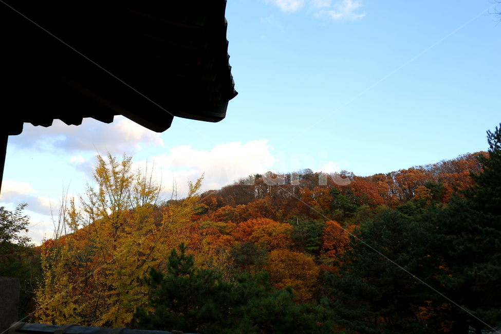 남한산성,산성,자연,풍경,가을,산,단풍,나무,공원,가을,계절,fall,autumn,season,tree,plant,식물,nature,outdoors,옥외