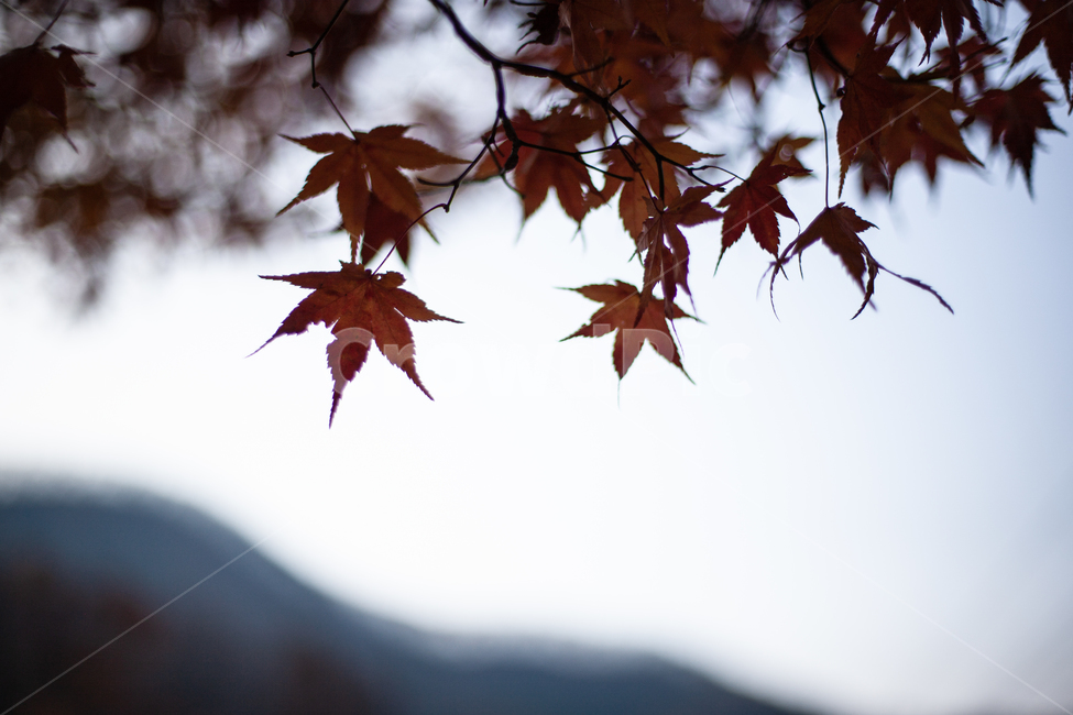 가을,단풍,단풍잎,단풍나무,나무,가을,계절,fall,autumn,season,leaf,잎,plant,식물,tree