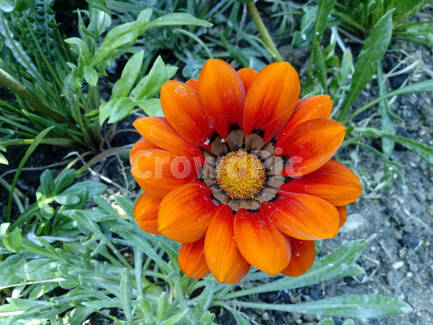 가자니아,gazania,국화과,꽃,식물,보물꽃
