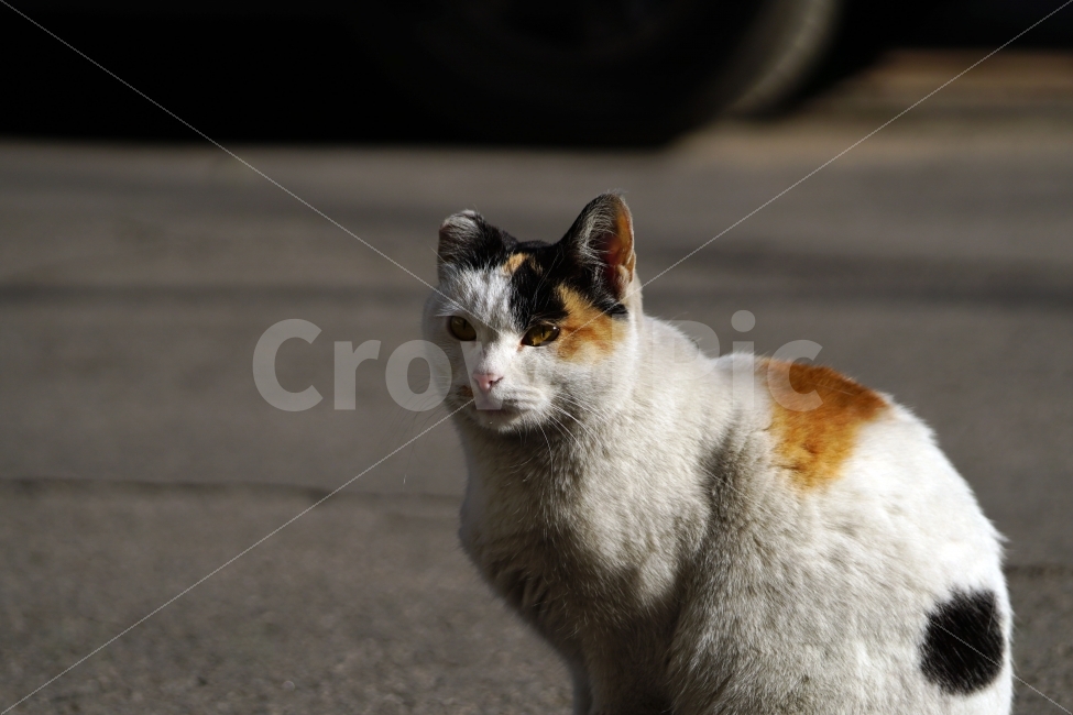 고양이,길고양이,들고양이,삼색고양이,삼색털고양이,냐옹,냐옹이,동물,애완동물,반려동물,애완묘,반려묘,cat,pet,animal,암컷,수컷,야옹이,포유류,흰색,스냅,snap,동물,animal,고양이,cat,kitten,kitty,포유류,mammal