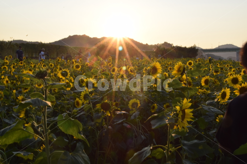 노을,해바라기,분위기,가을,붉어짐,식물,자연,plants,nature,꽃,flower