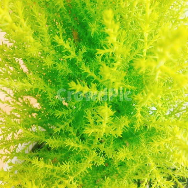 식물,화분,그린,초록,green,자연,plants,nature