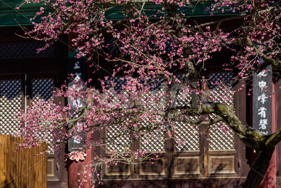 매화,홍매화,매화꽃,통도사,통도사매화,봄,계절,spring,season,한국전통,한국문화,korean traditional,korean culture,식물,자연,plants,nature,꽃,flower,plant