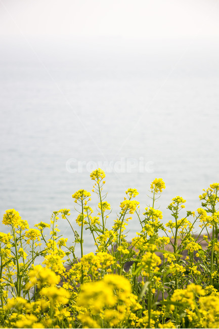 유채꽃,노란색,꽃,봄,봄꽃,시즌,플라워,배경,풍경,야외,생화,식물,백그라운드,봄,계절,spring,season,식물,자연,plants,nature,꽃,flower