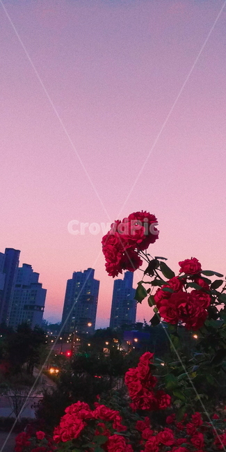 장미,도시,꽃,건물,저녁,그라데이션,식물,하늘,불빛,rose,city,flower,graduation,plants,sky,light,식물,자연,plants,nature,꽃,flower