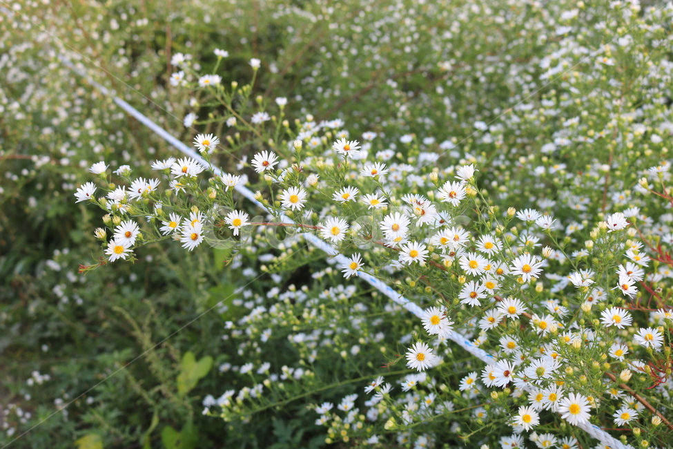 wildflowers,American mugwort flower,Chrysanthemum,American mugwort,plant,hairless,Asteraceae,mugwort,wild flowers,flower