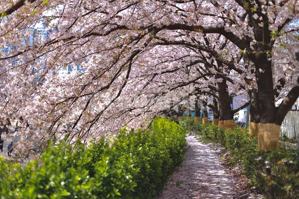 plant,식물,blossom,꽃,flower,벚꽃,봄