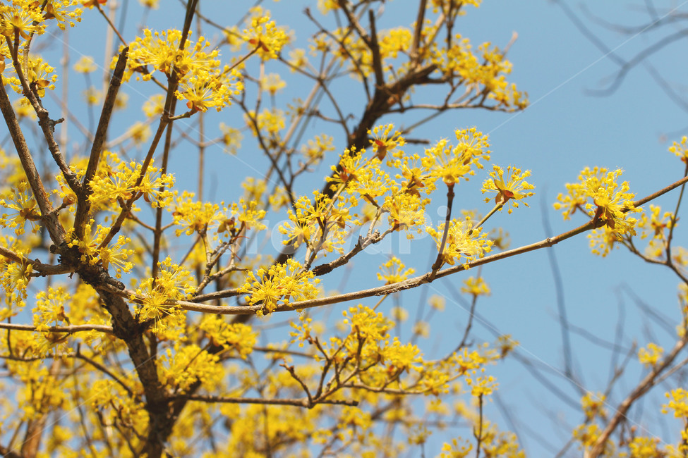 spring,봄꽃,꽃나무,flower,힐링,플라워,봄풍경,꽃,계절,산책로,노란꽃,봄,plant,풍경,nature,산수유꽃,산수유,yellow,식물