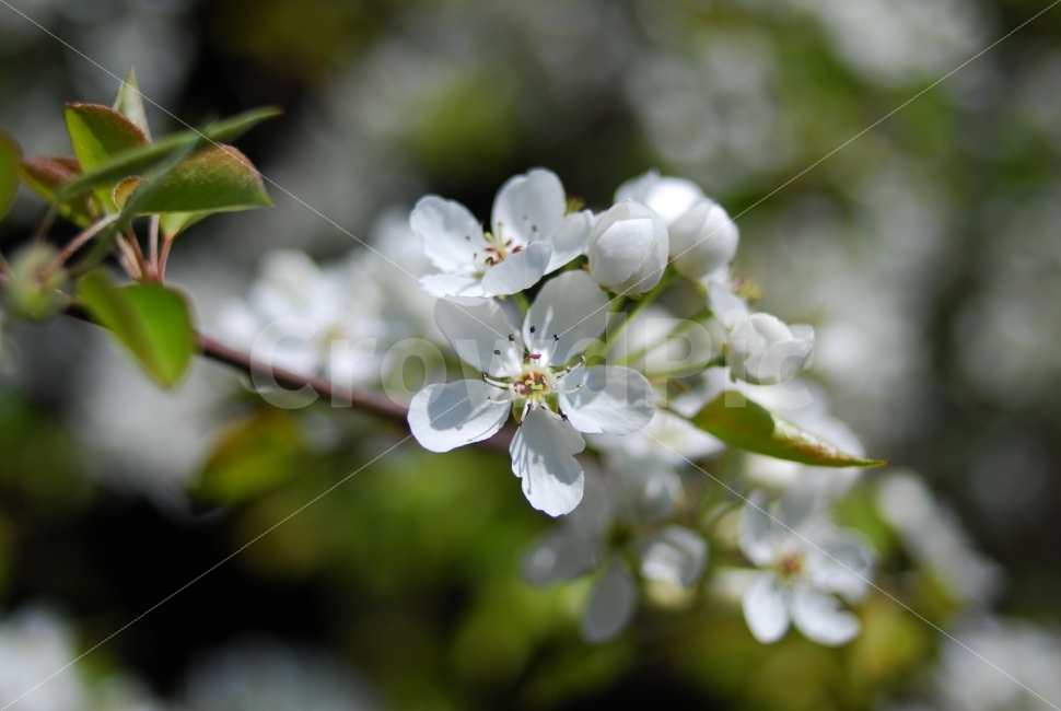 봄,벚꽃,제주도,꽃,봄꽃,봄,계절,spring,season,식물,자연,plants,nature,꽃,flower,plant