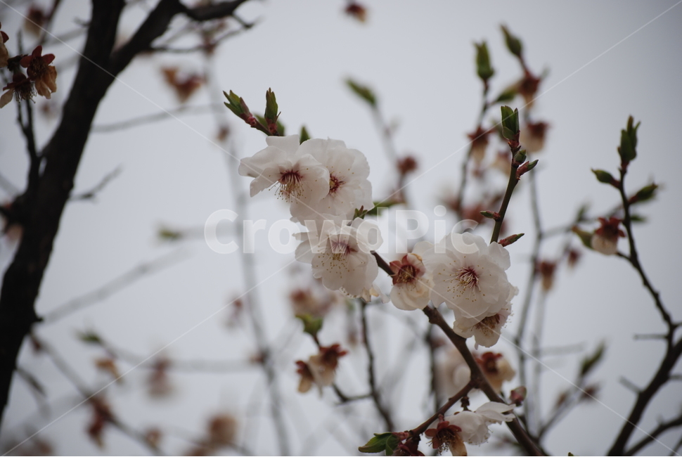꽃,벚꽃,매화,봄,겨울,봄꽃,겨울꽃,꽃잎,flower,cherryblossom,spring,winter,식물,자연,plants,nature,꽃,flower