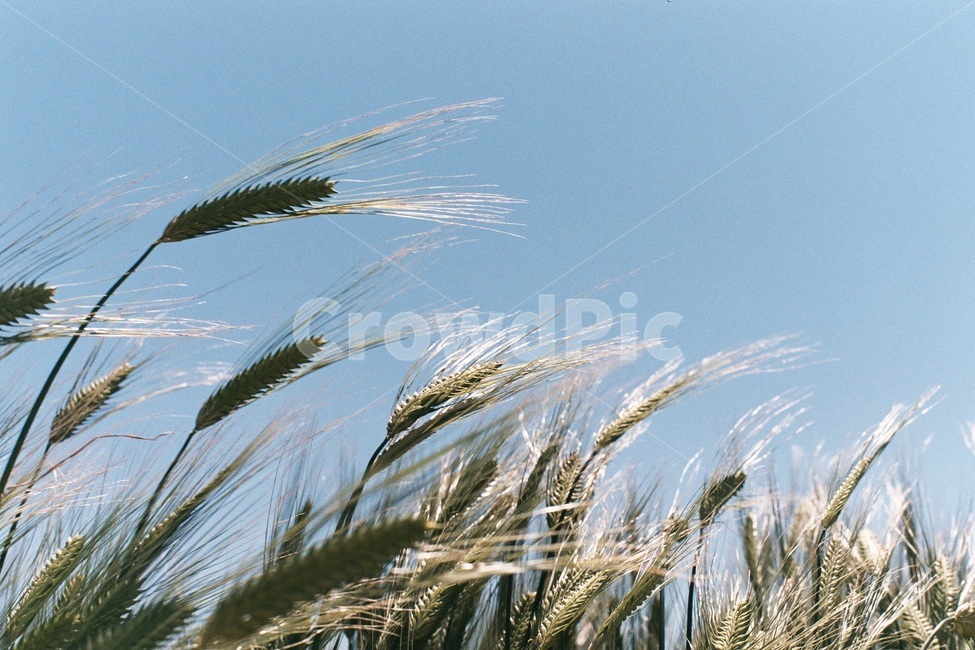 청보리,자연,식물,역동적,싱그러운,봄,필름사진,nature,green,plant,film,곡물,보리,가파도,제주도,섬,초록,푸른,식물,자연,plants,nature