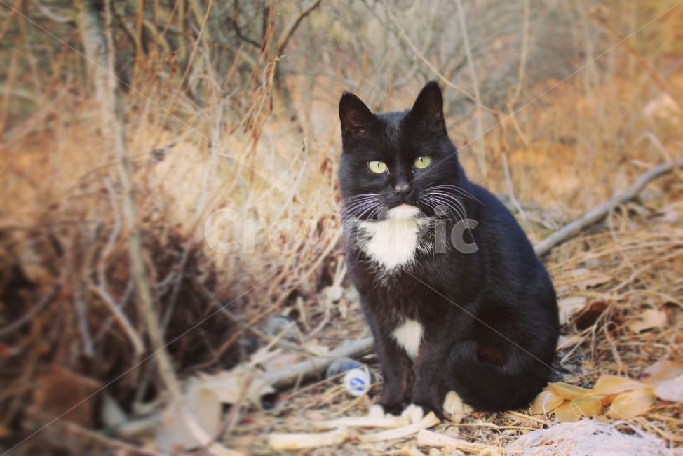 Nero,Bitmoa Farm,Meow,cat,animal