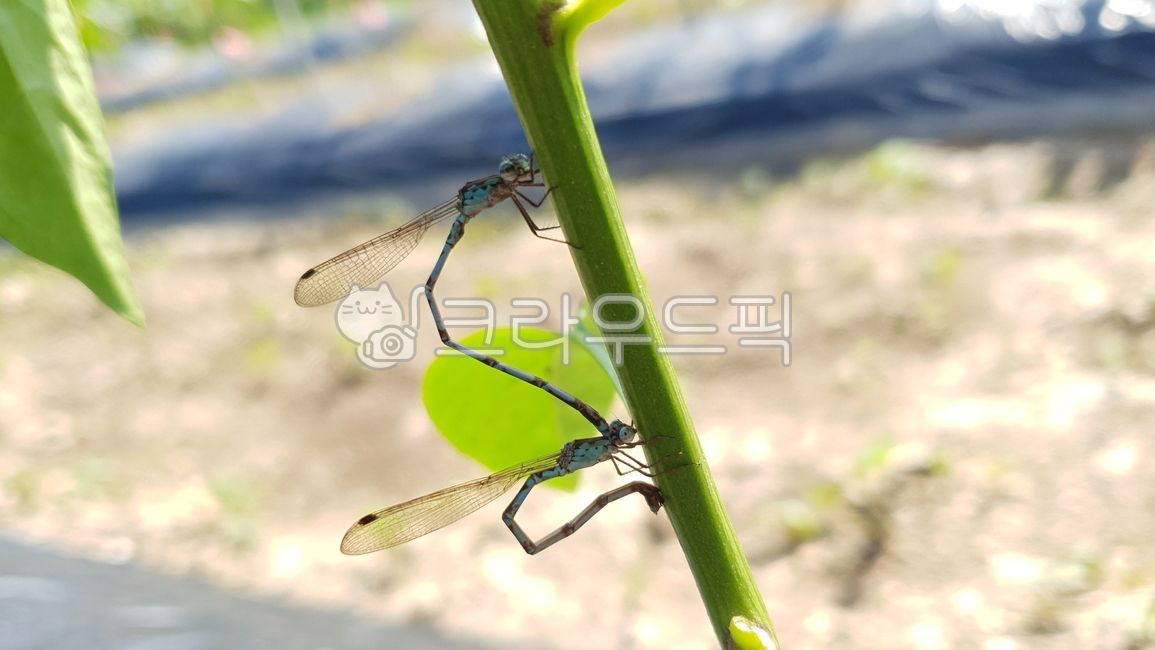잠자리,실잠자리,교미,dragonfly,동물,animal,animalia,곤충,insect,insecta,bug,짝짓기,damselfly,coenagrionidae,copulation,zygoptera,mating,봄,여름,spring,springtime,자연,natural,잎,잎사귀,leaf,leaves,foliage,nature,purity,식물,vegetation,plants,summer,summertime,summerseason