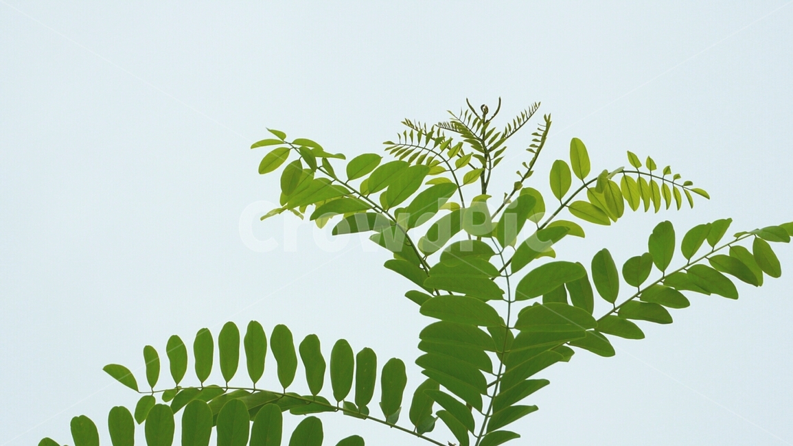 나무,하늘,자연,나뭇잎,tree,sky,nature,leaves,leaf,식물,자연,plants,nature