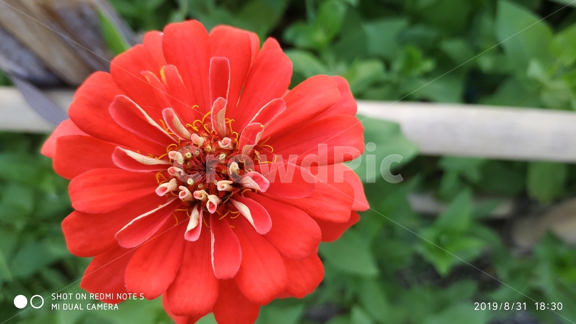 백일홍,주황,주항색꽃,꽃,예쁜꽃,식물,plant