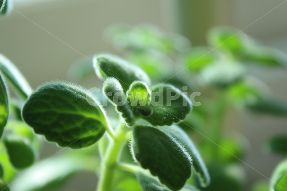 leaf,잎,허브,herbs,초록,식물,green