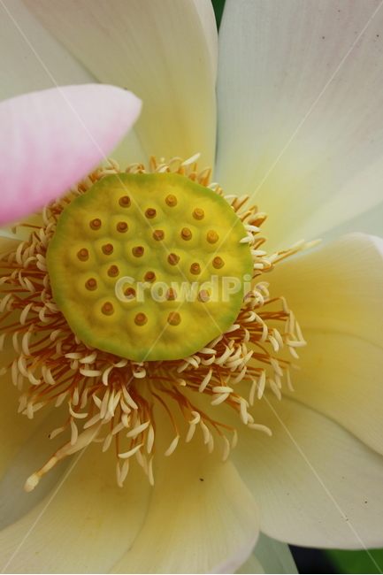 연,연꽃,식물,꽃,lotus,식물,자연,plants,nature,꽃,flower