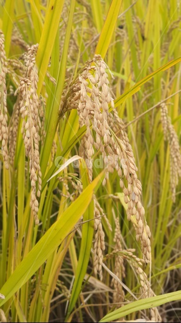 벼,가을,식물,곡물,벼이삭,초목,들,자연,plant,nature,field,contryside,paddyfield,산업,industry,industrial,농업,농사,agriculture,farming,farming industry