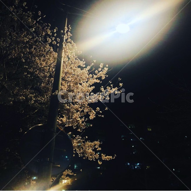밤,꽃,봄,저녁,벚꽃,봄,계절,spring,season,야경,밤,풍경,nightscape,night,landscape,flare,플레어,light,빛