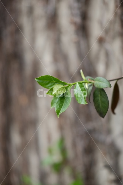초록,풀,자연,봄,도시,담벼락,담,식물,자연,plants,nature