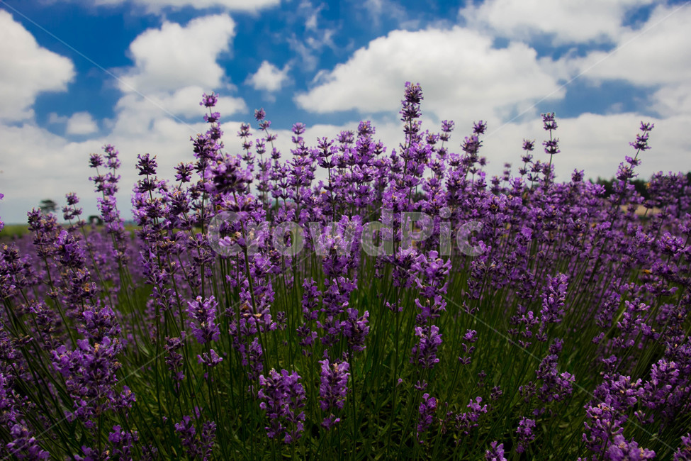 라벤더,파란하늘,제주풍경,화창한날씨,보라꽃,식물,자연,plants,nature,꽃,flower