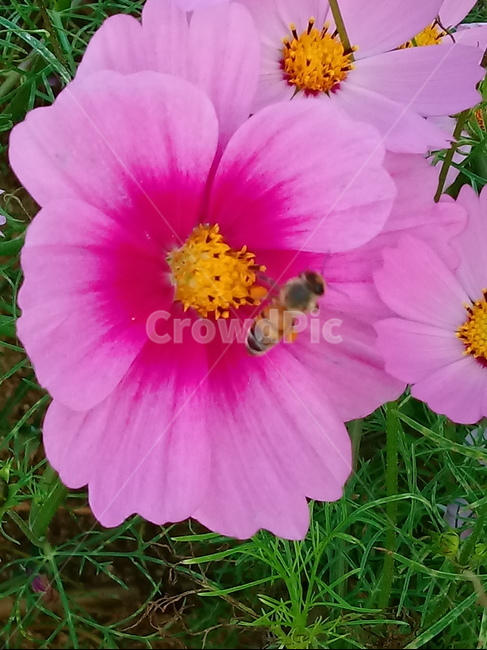 꽃,식물,plant,flower,코스모스,꽃잎,벌,식물,자연,plants,nature,꽃,flower