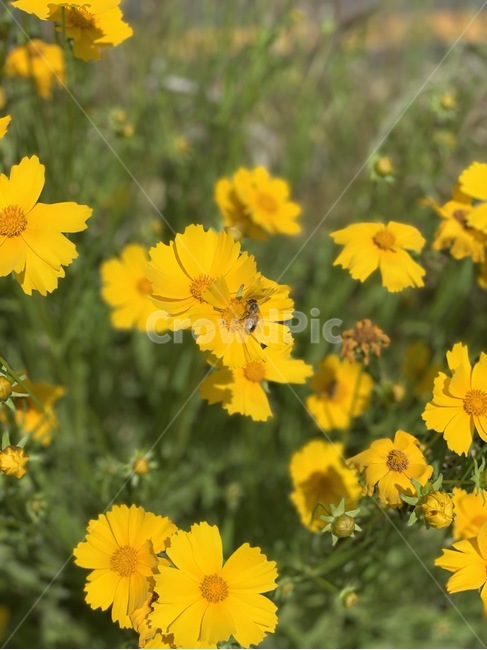 plant,식물,꽃,벌,bee
