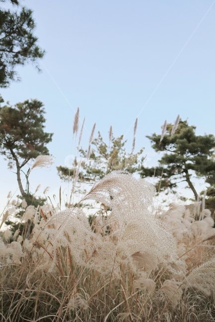 가을,억세,산,감성,고요함,가을,계절,fall,autumn,season,자연,풍경,nature,landscape,grass,잔디,plant,식물