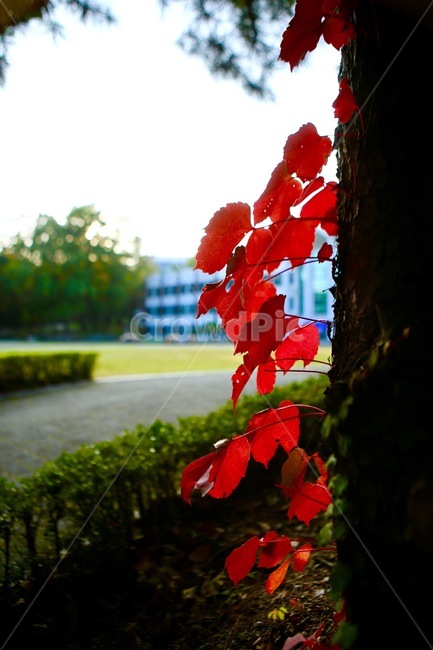 담쟁이,빨강,잎사귀,가을,나무,배경,가을,계절,fall,autumn,season,식물,자연,plants,nature,leaf,잎,plant,tree