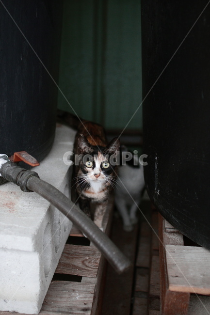 길거리,고양이,캣맘,cat,animal,동물,pet,길냥이,동물,animal,포유류,mammal,고양이,cat,kitten,kitty